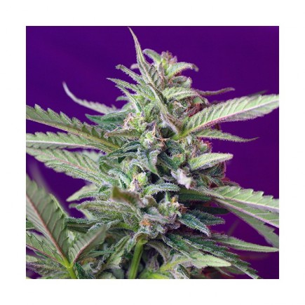 S.A.D. Auto